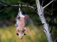 Opposum