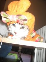 Chat chapeau