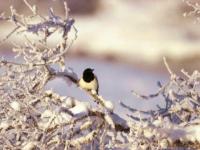 Chante l'hiver bel oiseau