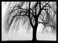 Solitude hivernale