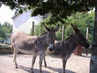 Petits anes