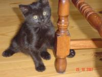Myrtille