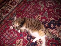 Chatte au tapis
