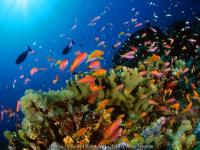 Poissons et coraux