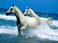 Chevaux a l'eau