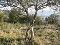 Arbres en x