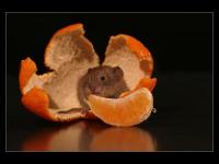 P'tite souris