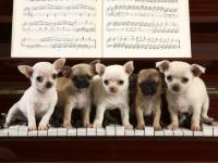 Concerto pour dix pattes !