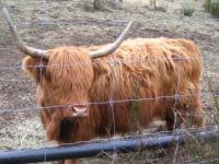 Croisée vache bison