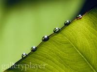Splendide feuille