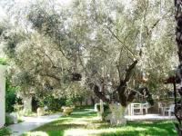 Olivier d'hammamet