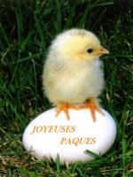 Poussin de Pâques