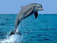 Dauphin_007