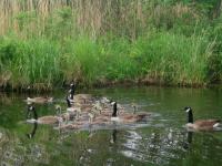 Outardes