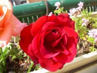 Une rose