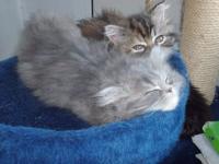 Ma petite Chanel