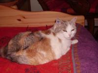 Chatte gagathe