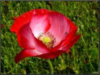 Coquelicot 7