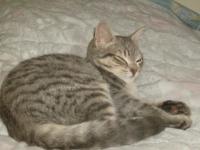 Mistigris, mon chat