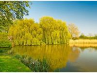 Saule pleureur au printemps