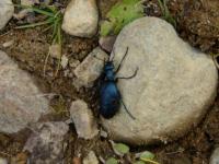 Bibite bleu
