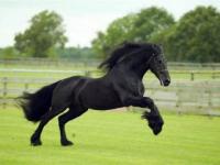 Le frison