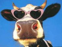 Pas folle la vache!