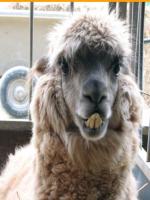 Lama aux dents longues