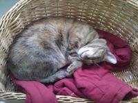 Bohême la chatte