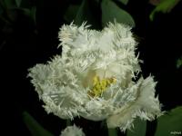 Tulipe