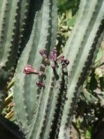 Marrakech