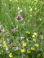 Orchidée sauvage