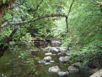 Le ruisseau