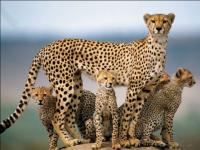 Maman veille !