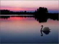 Le cygne du lac