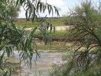 Golf Oléron : eau, végétation