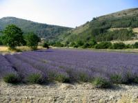 Lavande 1