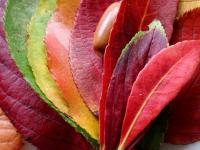 Otoño 1