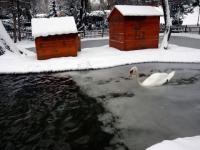 Le cygne brise-glace
