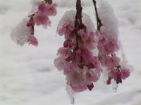 Surpris par la neige