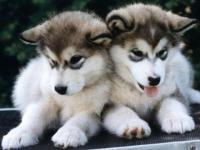 Husky