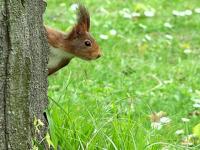 Squarel