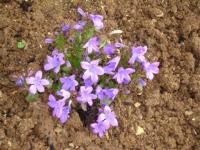 Campanules89