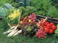 Recolte du jardin