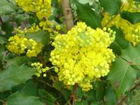 Magie de la nature