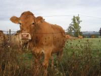La vache d'Escouderc