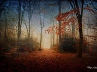 Natures mortes