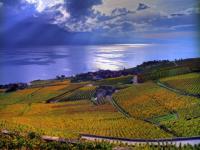 Les vignes de Lavaux