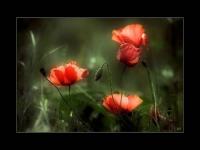 Coquelicot des champs