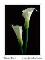 Calla